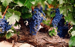 莫漢父子夏姆香貝丹特級園紅葡萄酒的產區是哪里